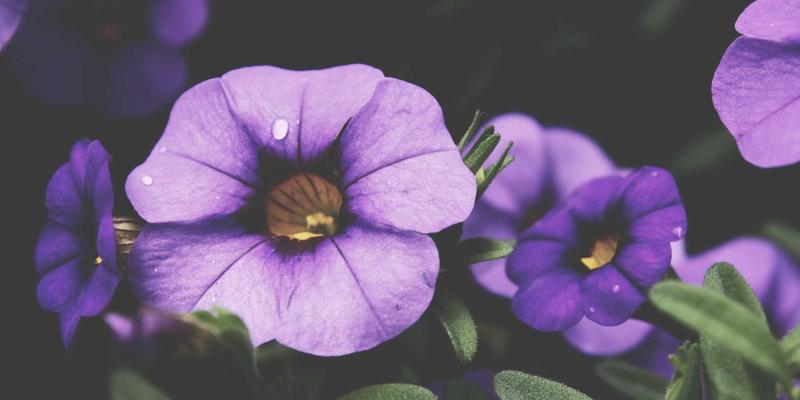 电商平台数据合规与隐私保护：GDPR与CCPA下的用户数据管理与营销策略